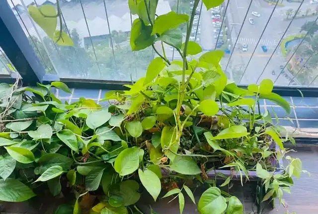 女子將1棵黃金葛養了10年,枝繁葉茂爬滿客廳,那叫一個治癒!