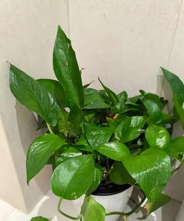 女子將1棵黃金葛養了10年,枝繁葉茂爬滿客廳,那叫一個治癒!