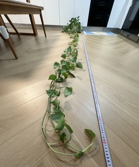 女子將1棵黃金葛養了10年,枝繁葉茂爬滿客廳,那叫一個治癒!