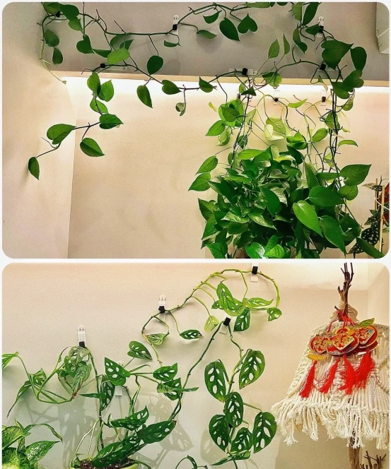 女子將1棵黃金葛養了10年,枝繁葉茂爬滿客廳,那叫一個治癒!