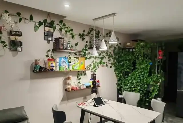 女子將1棵黃金葛養了10年,枝繁葉茂爬滿客廳,那叫一個治癒!