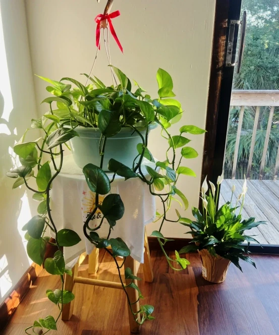 女子將1棵黃金葛養了10年,枝繁葉茂爬滿客廳,那叫一個治癒!