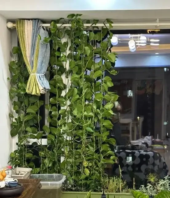 女子將1棵黃金葛養了10年,枝繁葉茂爬滿客廳,那叫一個治癒!
