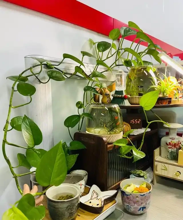 女子將1棵黃金葛養了10年,枝繁葉茂爬滿客廳,那叫一個治癒!