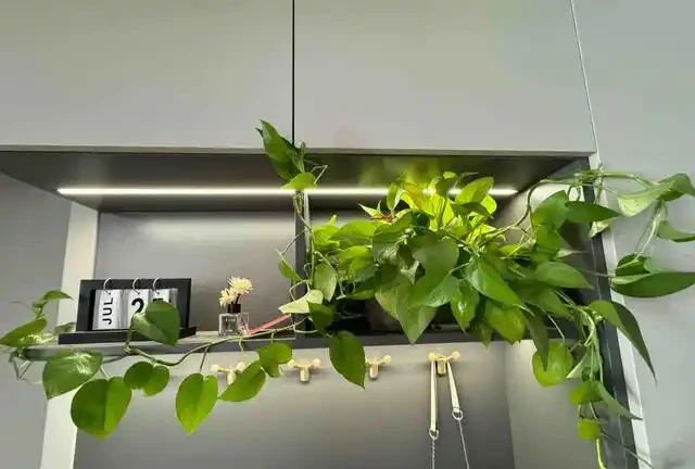 女子將1棵黃金葛養了10年,枝繁葉茂爬滿客廳,那叫一個治癒!