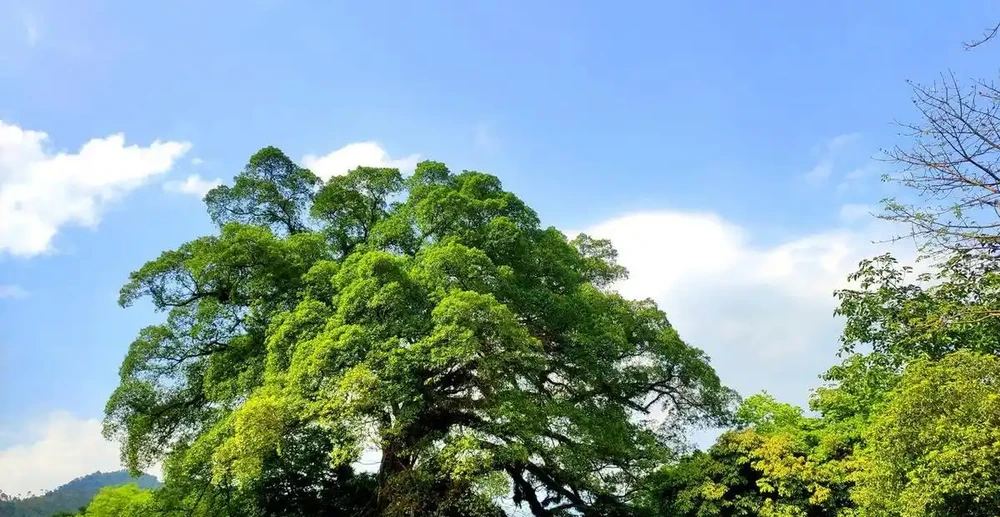 大樹危害地基,怎麼讓大樹腐根枯死?這5招很實用