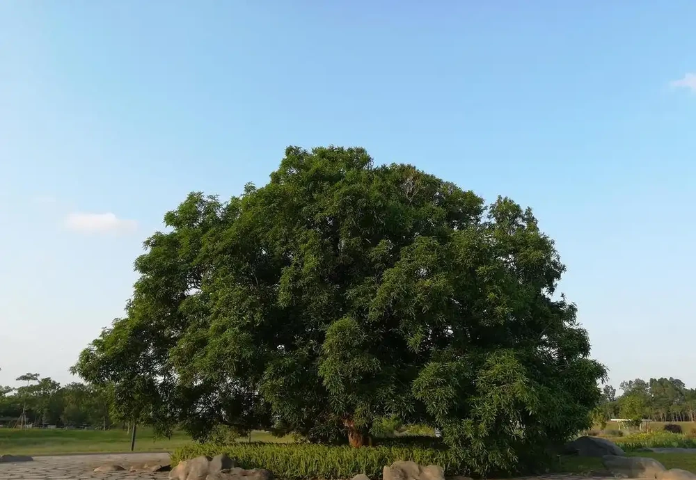 大樹危害地基,怎麼讓大樹腐根枯死?這5招很實用