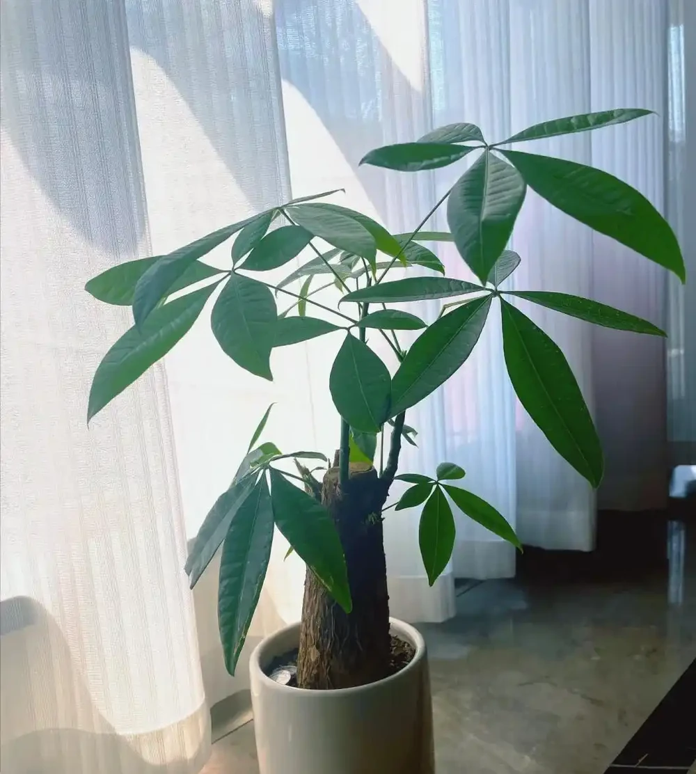 為何越來越多人棄養發財樹？養過的人說漏嘴：這4個缺點太明顯！
