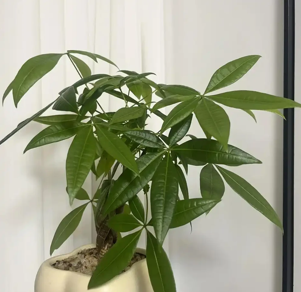 為何越來越多人棄養發財樹？養過的人說漏嘴：這4個缺點太明顯！