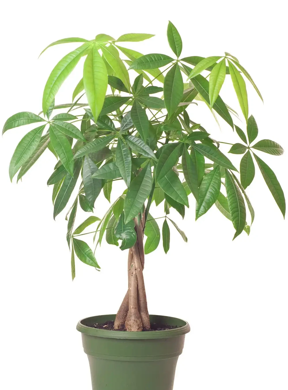 發財樹用什麼土栽培最好