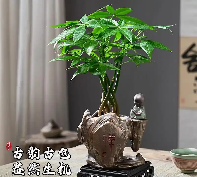 發財樹用什麼土栽培最好
