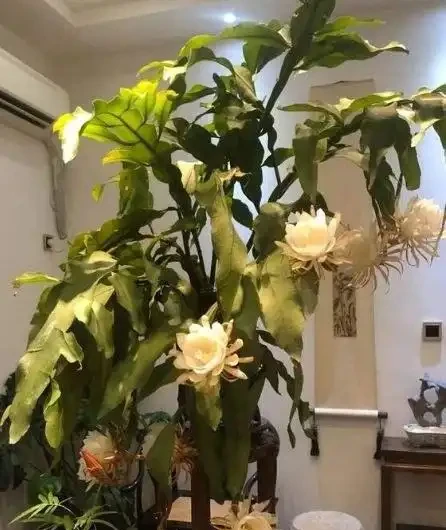 家裡陽臺沒太陽,建議養12種「耐蔭王」,好養漂亮,貴氣吉祥