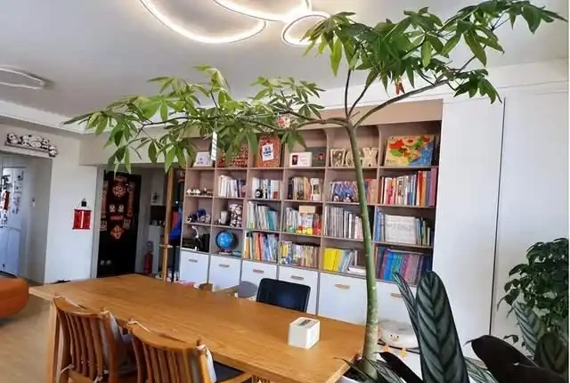 客廳見樹,家業穩固!客廳適合養的6種樹,大氣美觀,提升幸福感