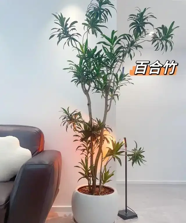 客廳見樹,家業穩固!客廳適合養的6種樹,大氣美觀,提升幸福感