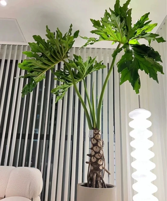 客廳見樹,家業穩固!客廳適合養的6種樹,大氣美觀,提升幸福感
