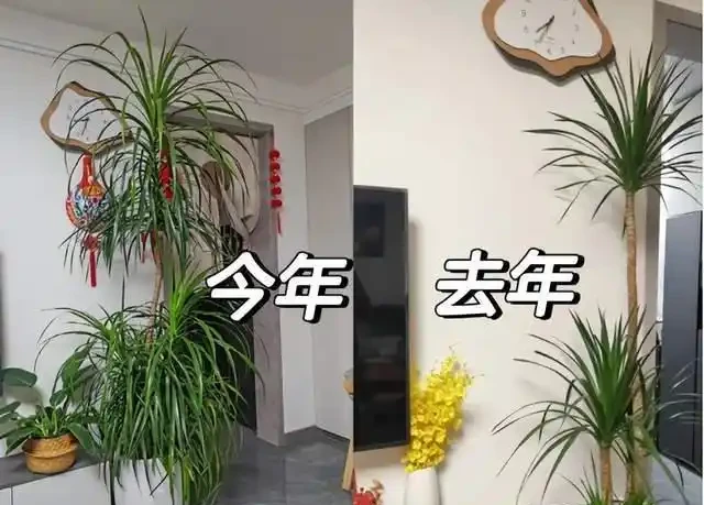 客廳見樹,家業穩固!客廳適合養的6種樹,大氣美觀,提升幸福感