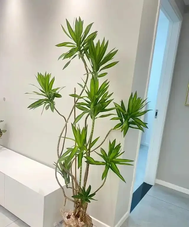 客廳見樹,家業穩固!客廳適合養的6種樹,大氣美觀,提升幸福感