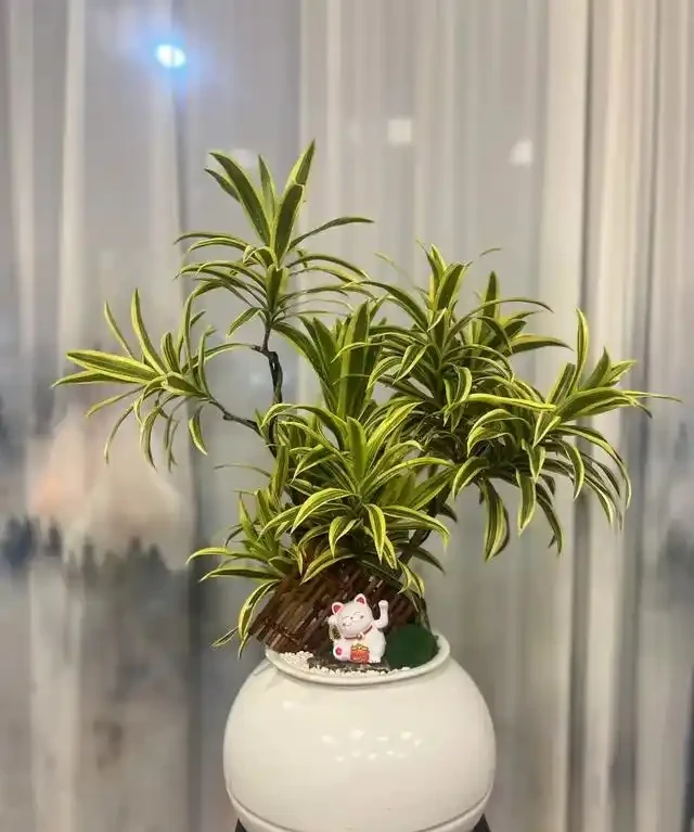 客廳見樹,家業穩固!客廳適合養的6種樹,大氣美觀,提升幸福感