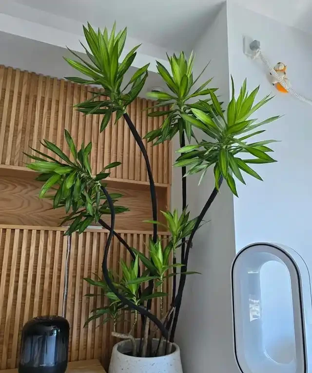 客廳見樹,家業穩固!客廳適合養的6種樹,大氣美觀,提升幸福感