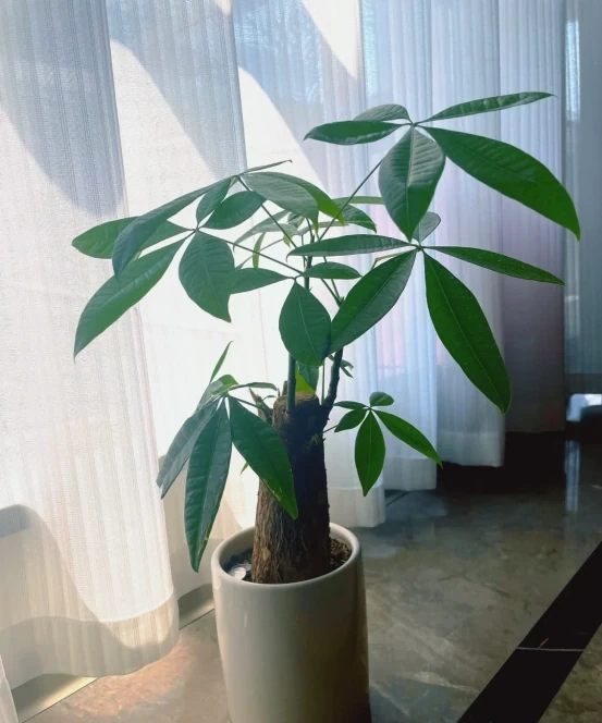 客廳見樹,家業穩固!客廳適合養的6種樹,大氣美觀,提升幸福感