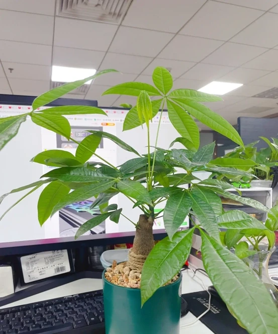 客廳見樹,家業穩固!客廳適合養的6種樹,大氣美觀,提升幸福感