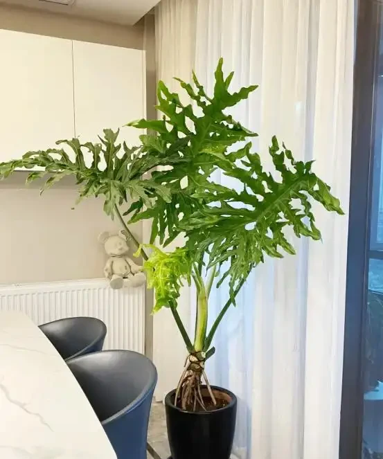 客廳見樹,家業穩固!客廳適合養的6種樹,大氣美觀,提升幸福感