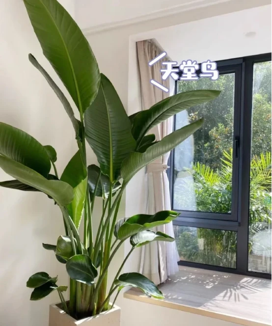 客廳見樹,家業穩固!客廳適合養的6種樹,大氣美觀,提升幸福感