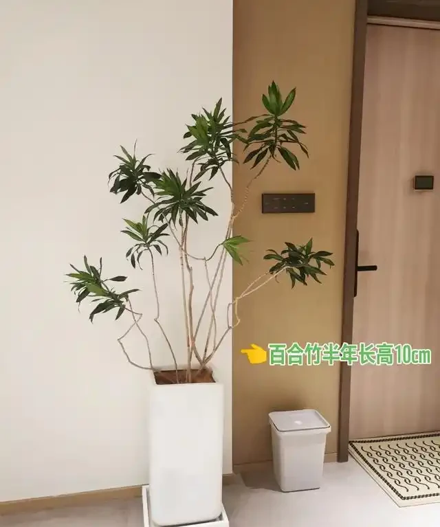 客廳見樹,家業穩固!客廳適合養的6種樹,大氣美觀,提升幸福感