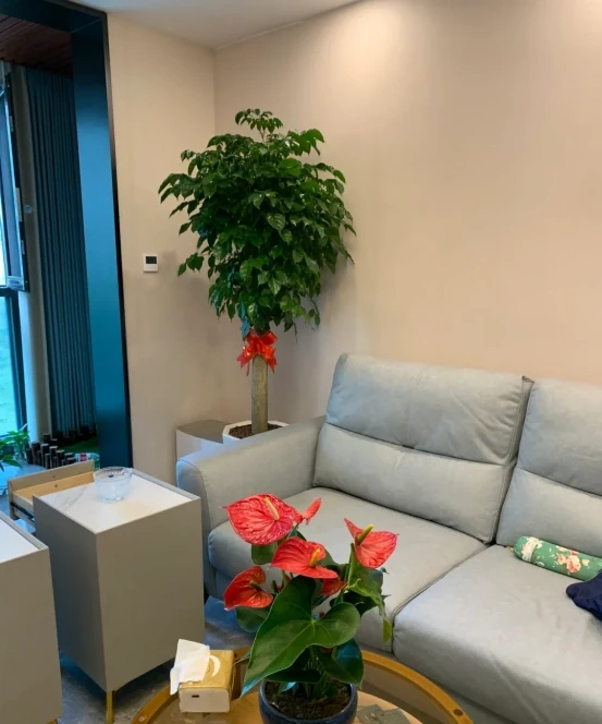 客廳見樹,家業穩固!客廳適合養的6種樹,大氣美觀,提升幸福感