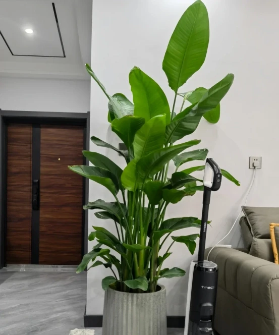 客廳見樹,家業穩固!客廳適合養的6種樹,大氣美觀,提升幸福感