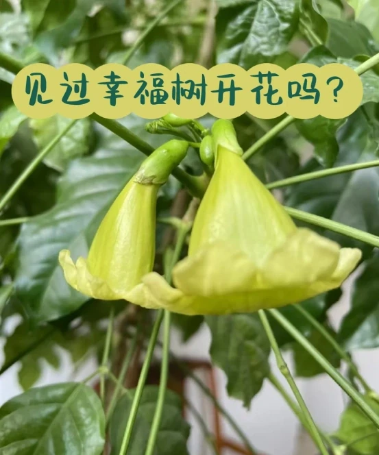 客廳見樹,家業穩固!客廳適合養的6種樹,大氣美觀,提升幸福感