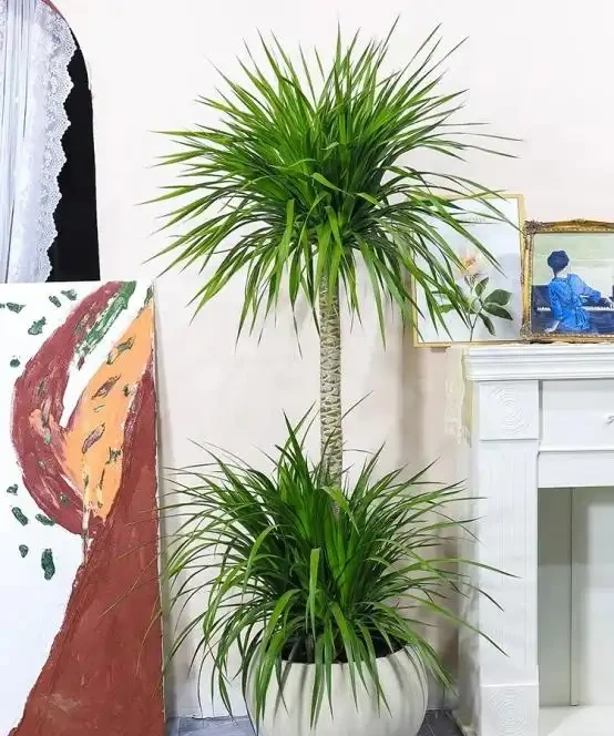 客廳見樹,家業穩固!客廳適合養的6種樹,大氣美觀,提升幸福感