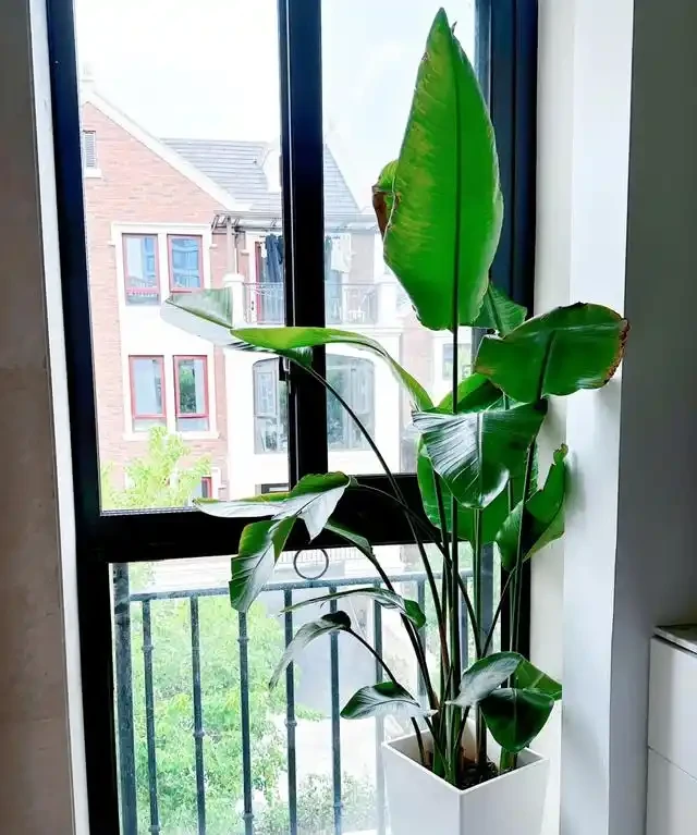 客廳見樹,家業穩固!客廳適合養的6種樹,大氣美觀,提升幸福感