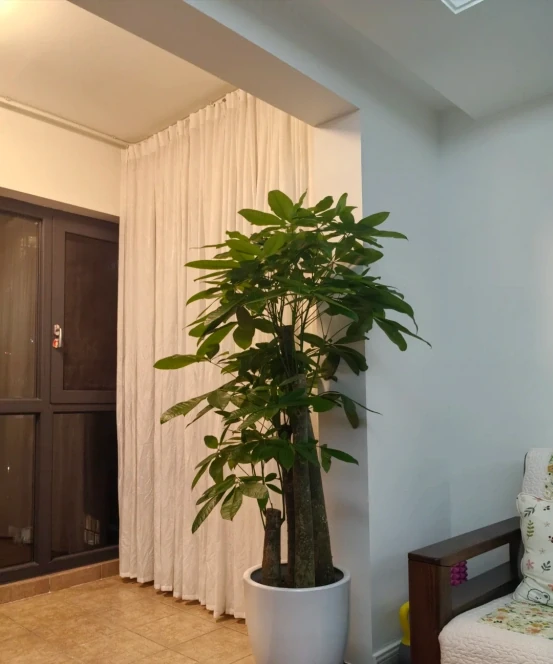 客廳見樹,家業穩固!客廳適合養的6種樹,大氣美觀,提升幸福感
