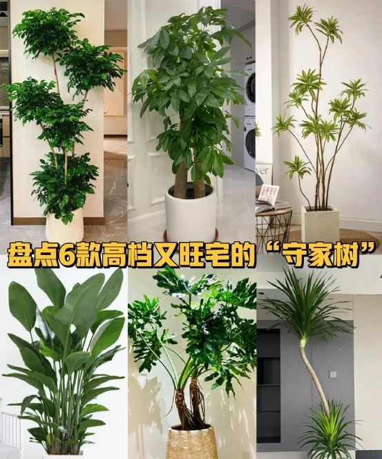 客廳見樹,家業穩固!客廳適合養的6種樹,大氣美觀,提升幸福感