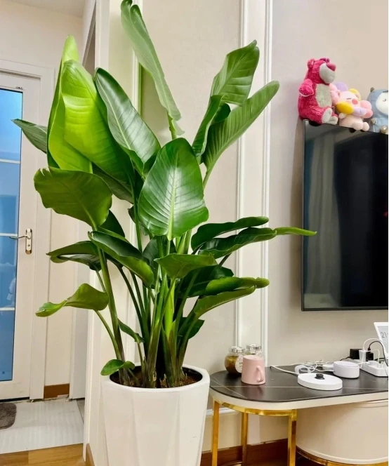 客廳見樹,家業穩固!客廳適合養的6種樹,大氣美觀,提升幸福感