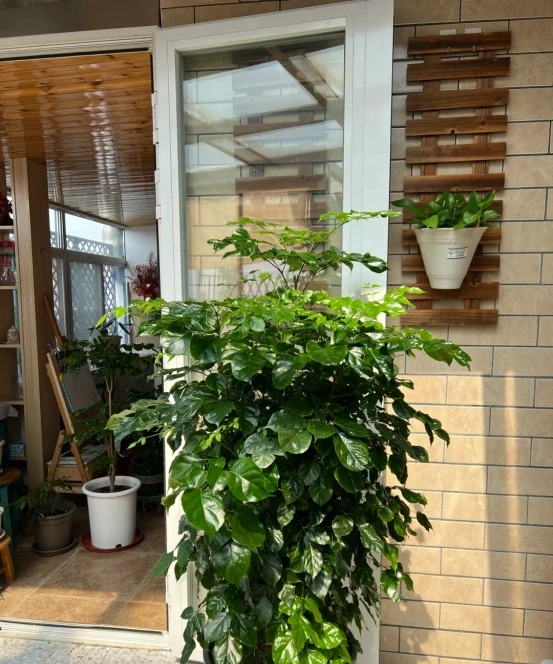 客廳見樹,家業穩固!客廳適合養的6種樹,大氣美觀,提升幸福感