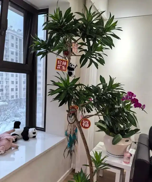 客廳見樹,家業穩固!客廳適合養的6種樹,大氣美觀,提升幸福感
