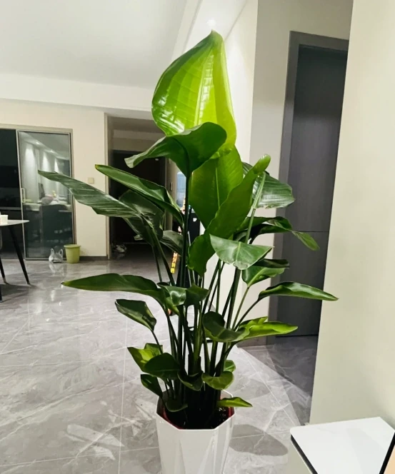 客廳見樹,家業穩固!客廳適合養的6種樹,大氣美觀,提升幸福感