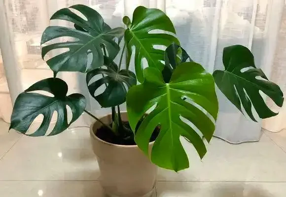 室內種龜背芋，千萬別用大盆，小盆更有優勢，透氣好，長根快