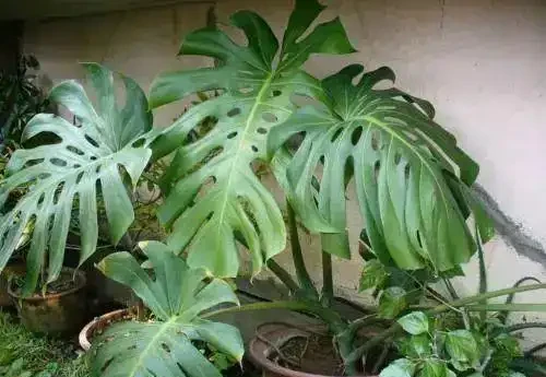 室內種龜背芋，千萬別用大盆，小盆更有優勢，透氣好，長根快