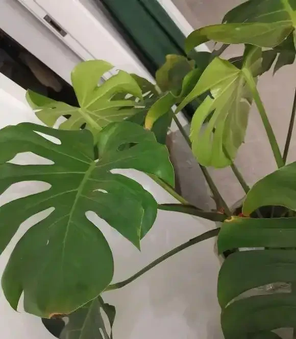 室內種龜背芋，千萬別用大盆，小盆更有優勢，透氣好，長根快