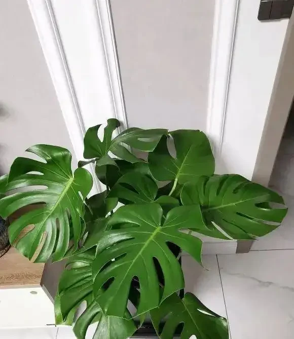 室內種龜背芋，千萬別用大盆，小盆更有優勢，透氣好，長根快