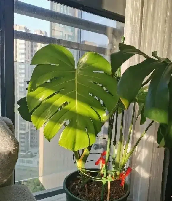 室內種龜背芋，千萬別用大盆，小盆更有優勢，透氣好，長根快