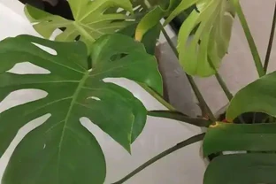 室內種龜背芋，千萬別用大盆，小盆更有優勢，透氣好，長根快