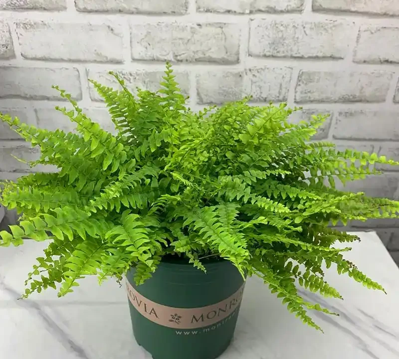 室內十大好養的綠植;哪種最適合家居裝飾?哪些綠植適合室內養殖