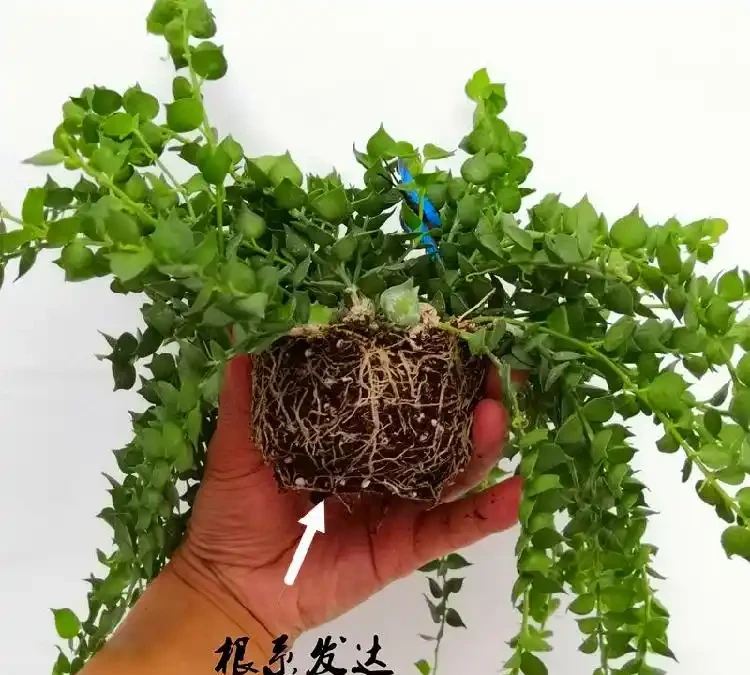室內十大好養的綠植;哪種最適合家居裝飾?哪些綠植適合室內養殖