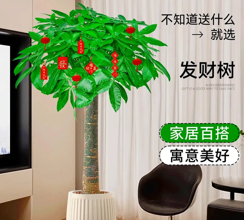 室內十大好養的綠植;哪種最適合家居裝飾?哪些綠植適合室內養殖