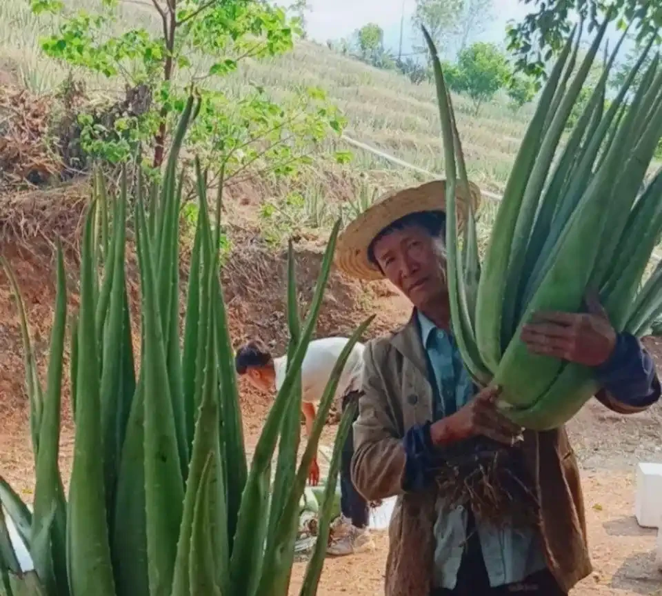 室內十大好養的綠植;哪種最適合家居裝飾?哪些綠植適合室內養殖