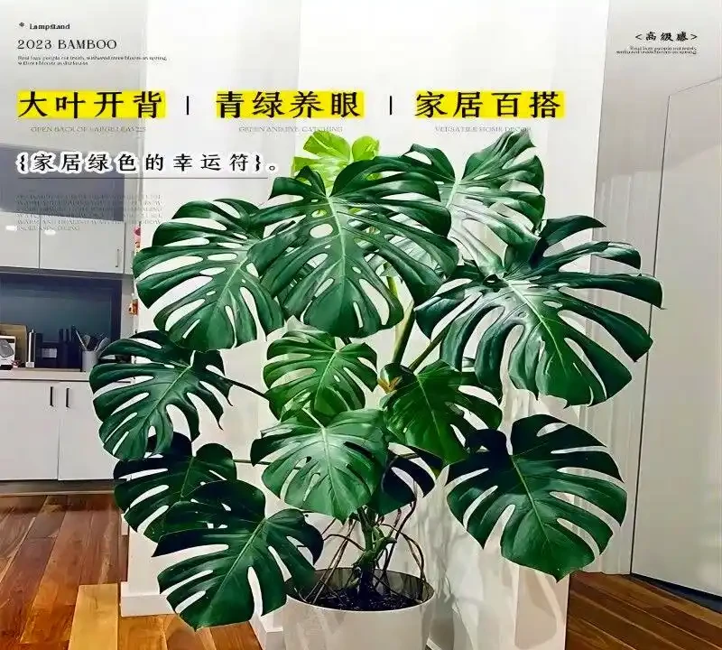 室內十大好養的綠植;哪種最適合家居裝飾?哪些綠植適合室內養殖
